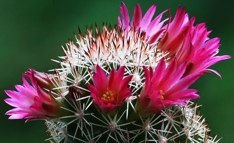 Mammillaria sphacelata